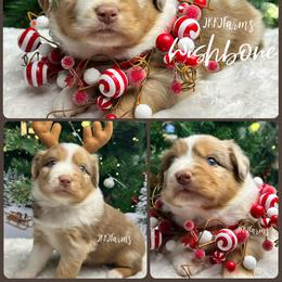 (5) Wishbone - Red merle female Miniature Australian Shepherd puppy in Huntington, Texas from JKKJ Farms