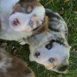 Girl 1 - Red tri-color female Australian Shepherd puppy in Lebanon, Oregon from Mount Hope Aussies