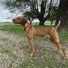 Buddy - Vizsla