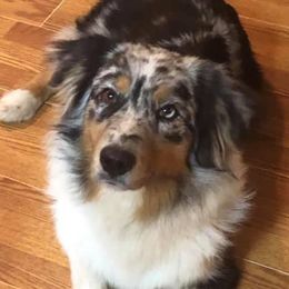 Latte - Australian Shepherd