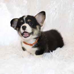 Victor - Black and tan male Pembroke Welsh Corgi puppy in Morton, Mississippi from Crown AB Farms Pembroke Welsh Corgis