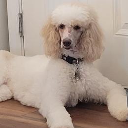 Nova - Poodle
