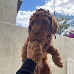 Forky - Red  male Goldendoodle puppy in Moreno Valley, California from Rainbow SoCal Doodles