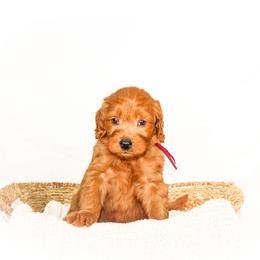 Alabama aka Bama - Red  male Goldendoodle puppy in Cleveland, Georgia from The O.G. Doodles