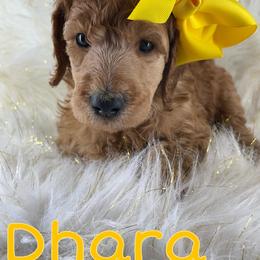 Dhara - Poodle puppy from The Olympus Standard Poodle