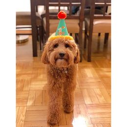 Australian Labradoodle All Grown Up from Chestnut Hill Australian Labradoodles