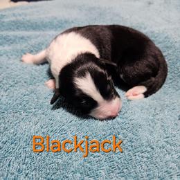 Blackjack - Black and white male Border Collie puppy in Goldsboro, North Carolina from J & S Borders