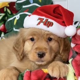 7-up - Red  female Goldendoodle puppy in Beecher, Illinois from Erica’s Doodles