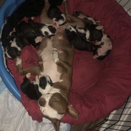 Boston Terrier Puppies from Bonze Boston Terriers