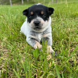 Papaya - Blue female Australian Cattle Dog puppy in Olive Hill, Kentucky from Tompkins Farm