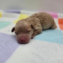 Teddy - Apricot male Poodle puppy in Kannapolis, North Carolina from Carolina Great Danes & Toy Poodles