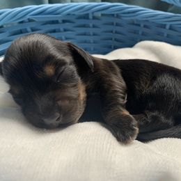 Dachshund Puppies from L & A Dachshunds