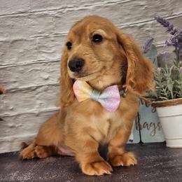 Dachshund Puppies from Madra's Dashing Doxies