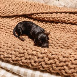 Cash - Black phantom male Aussiedoodle puppy in Tryon, North Carolina from Melrose Mountain Farm