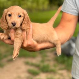 Boy 2 - Red male Dachshund puppy in Conway, Missouri from Ozark Mountain Kennel