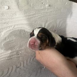 Claude - Black brown and white male Basset Hound puppy in El Sobrante, California from Happy Hills Bassets