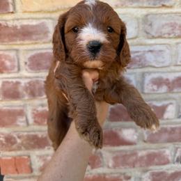 Blaze - Red female Cavapoo puppy in Roseville, California from Lipscomb Doodles