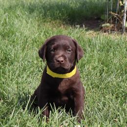 Thistle - Chocolate male Labrador Retriever puppy in Camden, Indiana from Camden's Caring Canines
