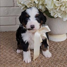 Coast - Tri-color male Bernedoodle puppy in Russell Springs, Kentucky from 270 Doodles
