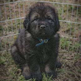Neapolitan Mastiff and Tibetan Mastiff Puppies from Carolina Coastal Mastinos