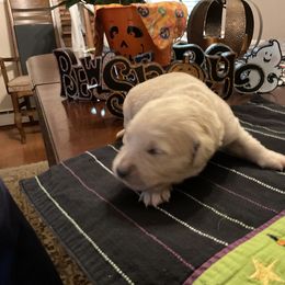 Golden Retriever Puppies from Tupelo Honey Farm's Golden Retrievers