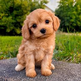 Jessie - Red female Cavapoo puppy in Salt Lake City, Utah from SunnySide Mini Doodles
