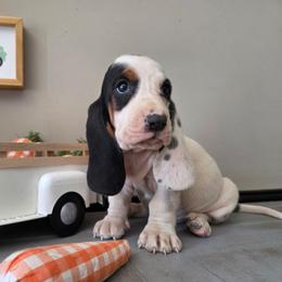 Vania - Black white and brown female Basset Hound puppy in Denison, Texas from Emma Lou's Baby Bassets