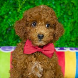 Andy - Red  male Goldendoodle puppy in Brandon, Florida from Murphys Doodles