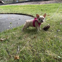 French Bulldog Puppies from Foster Lake Frenchies