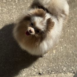 Serenity - Lavender female Pomeranian puppy in Willis, Texas from Treasured Jewels Pomeranians