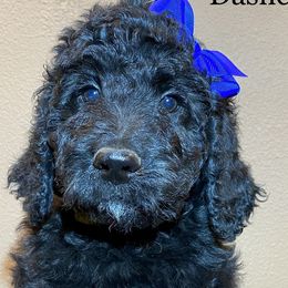 Dasher - Black Goldendoodle puppy in Oak Glen, California from Oak Glen Family Doodles