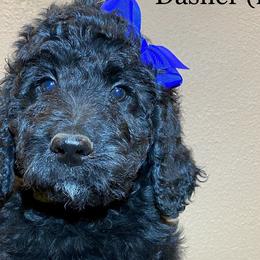 Dasher - Black Goldendoodle puppy in Oak Glen, California from Oak Glen Family Doodles