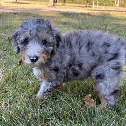 Ahsoka - Blue merle female Bernedoodle puppy in Lone Jack, Missouri from Elite Bernedoodle Besties LLC