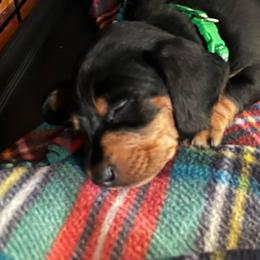 Green - Black and tan male Dachshund puppy in Stevensville, Montana from LynnHaven Ranch Dachshunds