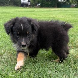 Tex - Black tri-color male Australian Shepherd puppy in Piedmont, Oklahoma from HeartDriven Aussies