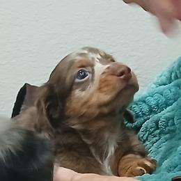 Remi - Dapple female Dachshund puppy in Salome, Arizona from Boopenstein Doxies