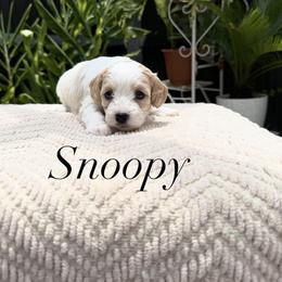 Cavapoo Puppies from Loyal Paws 4 Life