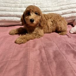 Joplin - Apricot female Goldendoodle puppy in Calhoun, Georgia from Happy Top Doodles