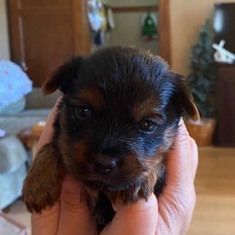 Little Girl Red - Black and tan female Yorkshire Terrier puppy in Racine, Wisconsin from Sweet Fur Babies