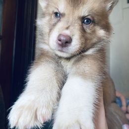 Siberian Husky Puppies from Dances With Huskies
