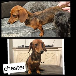 Chester - Dachshund