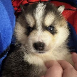 Haley - Wolf sable female Pomsky puppy in Bolton, Connecticut from Elle Pomsky