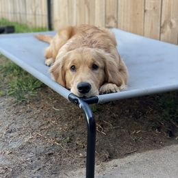 Golden Retriever puppies from Sammye's Dogs - Royal Gold