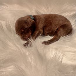 Teal collar female - Red and rust female Doberman Pinscher puppy in Fostoria, Michigan from Jensen Dobermans and Dachshunds