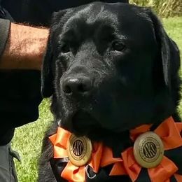 Rafe - Labrador Retriever