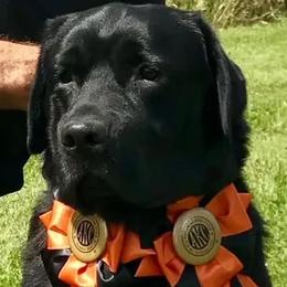Rafe - Labrador Retriever