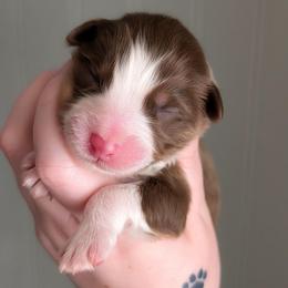 Sierra - Red tri-color female Australian Shepherd puppy in Georgetown, Texas from River Reign Australian Shepherds