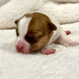 German Shorthaired Pointer and Russell Terrier Puppies from Charnobragan Acres