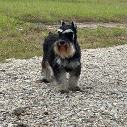 Cutie Pie - Miniature Schnauzer