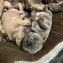French Bulldog Puppies from Pardon My French Exquisite French Bulldogs